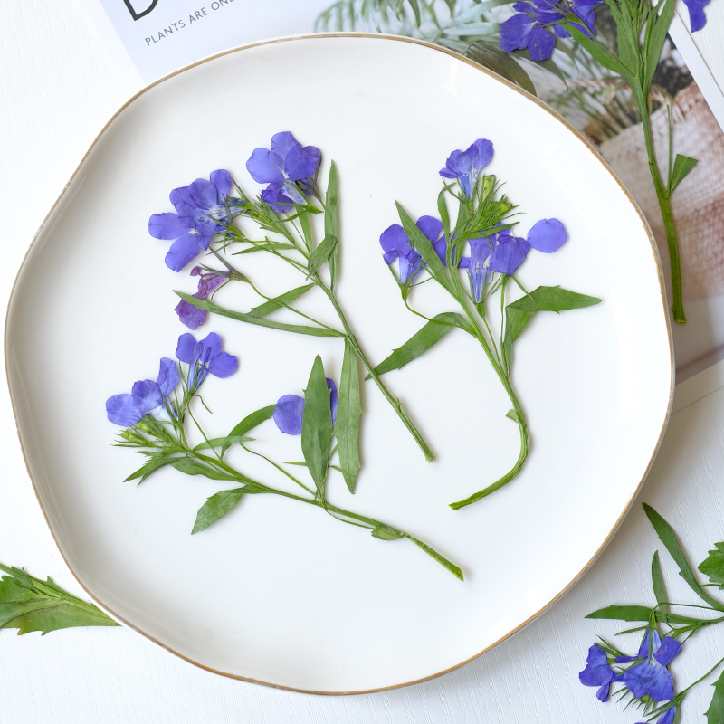 6pcs/8-13cm,nature Lobelia Eri - Resin Art Baby recension och pris