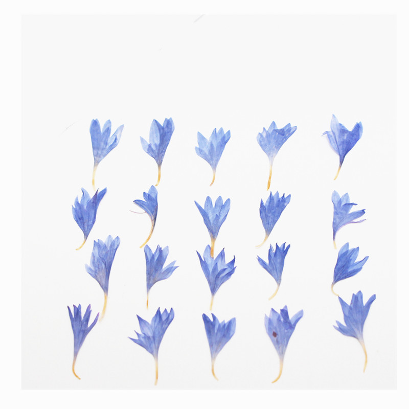 60pcs Mini Pressed Dried Flowe - Resin Art Baby recension och pris